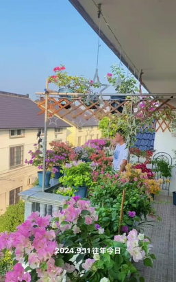 家庭养花用生根粉