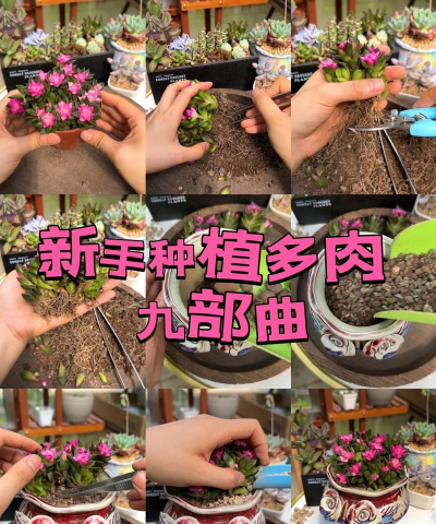 家庭养花用生根粉