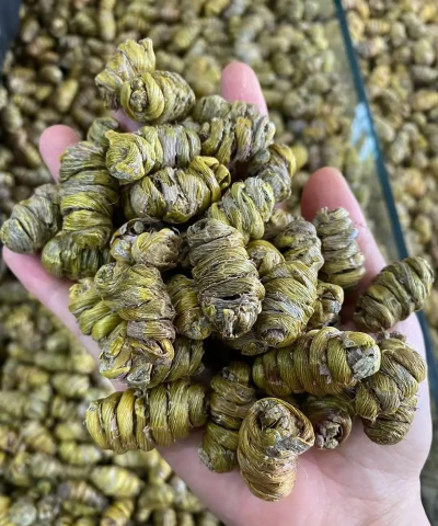 铁皮枫斗冬天怎么种