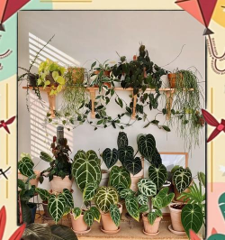 家庭养花用生根粉