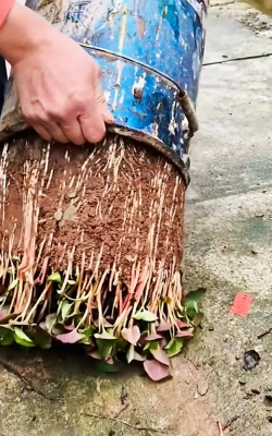 家庭养花用生根粉