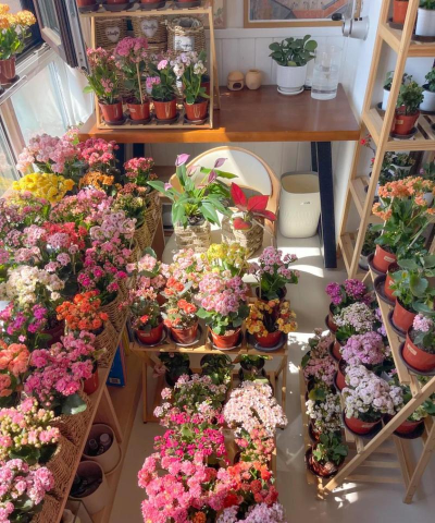 家庭养花用生根粉