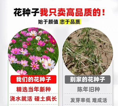 秋英的种子怎么摘取