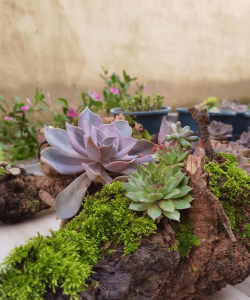 家庭养花用生根粉