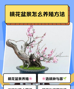 广东桃花盆景怎么养