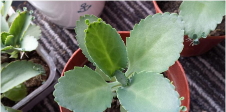 家庭养花用生根粉