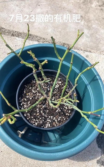 家庭养花用生根粉