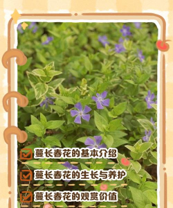 京长春花怎么养