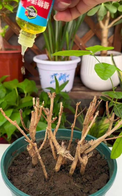 家庭养花用生根粉