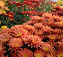 地被菊盆栽怎么种