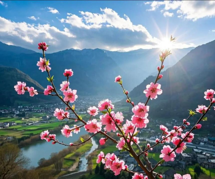 桃花在什么地区