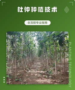 杜仲种植技术及栽培管理