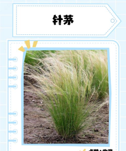 针茅在室内怎么养殖