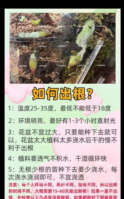 家庭养花用生根粉