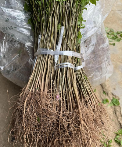 杜仲树苗苗期管理 杜仲树苗苗期管理