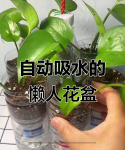 怎样自制肥水养花