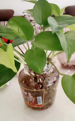 家庭养花用生根粉