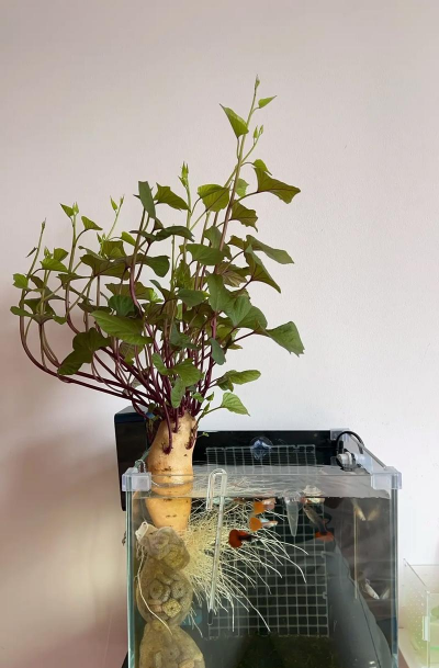 家庭养花用生根粉