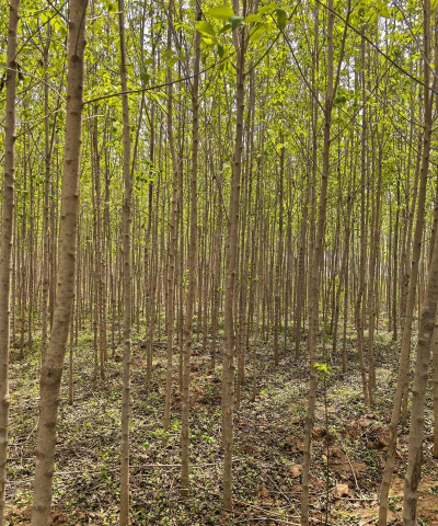 杜仲树苗的田间管理