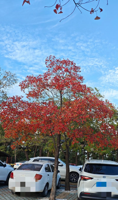 红叶乌桕怎么分辨真假