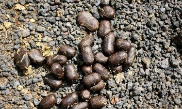 骆驼粪便养花好吗