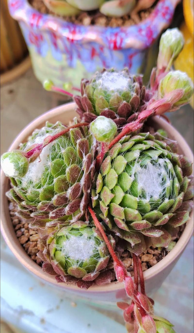 蛛丝卷绢开花怎么处理