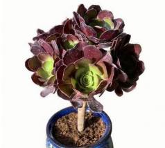 圆叶黑法师怎么养