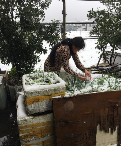 家庭养花用生根粉