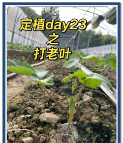 草莓的老叶子怎么摘