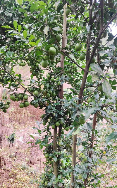 怎么让金弹子挂果多