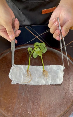 家庭养花用生根粉