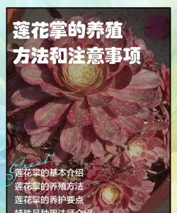 大叶莲花掌怎么养