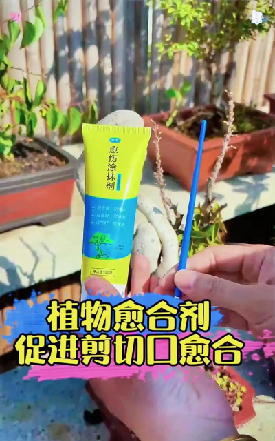 家庭养花用生根粉