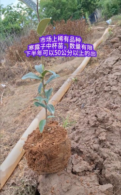 油茶“寒露子”和“霜降子”品种群的特点