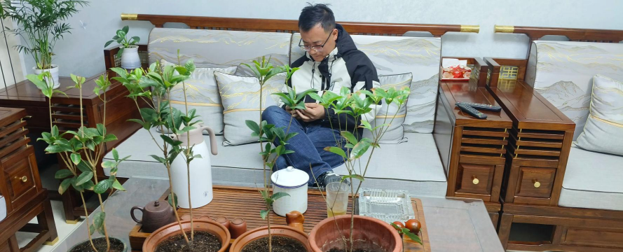 家庭养花用生根粉