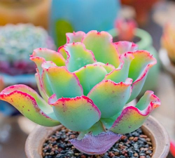 高砂之翁怎么过冬