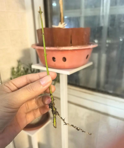 家庭养花用生根粉