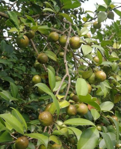 油茶的生存习性