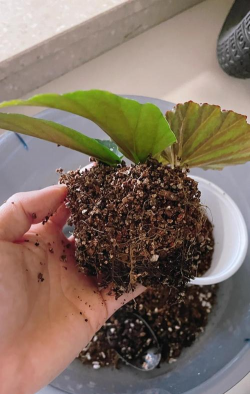 家庭养花用生根粉