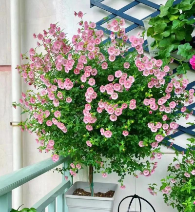 顶楼 养花 木槿