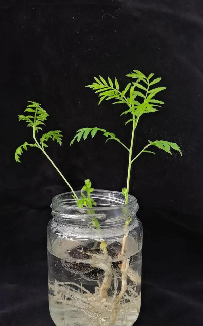 家庭养花用生根粉