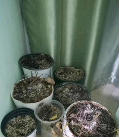 家庭养花用生根粉