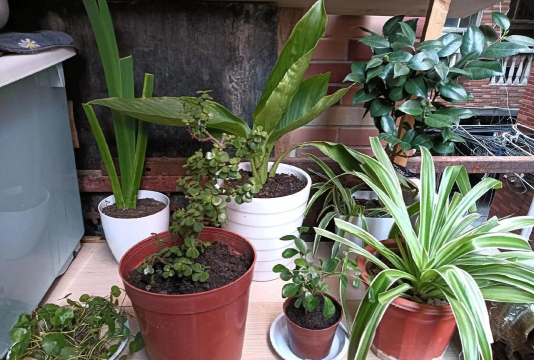 家庭养花用生根粉