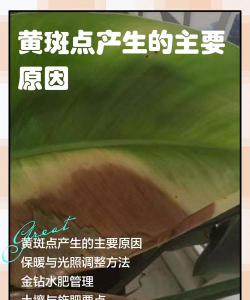 金砖花黄叶怎么办