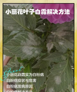 花叶起白霜怎么办