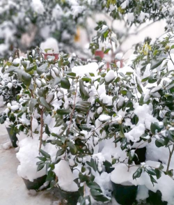 外面下雪家里养花