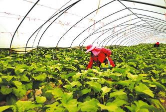 曾都区养花基地