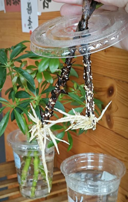 家庭养花用生根粉