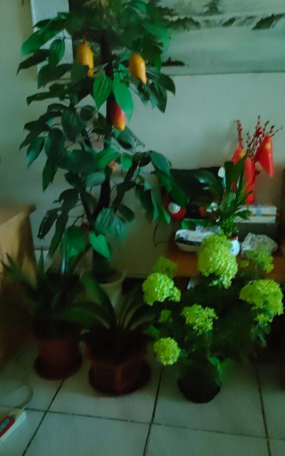 家庭养花用生根粉