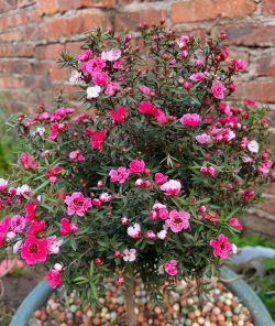 松红梅怎么能开花